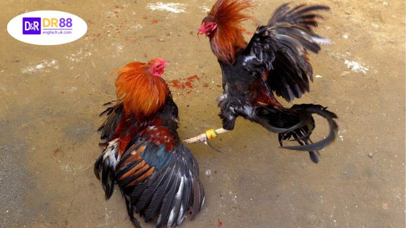 Giới thiệu về khái niệm "DR88 chiến kê hôm nay"